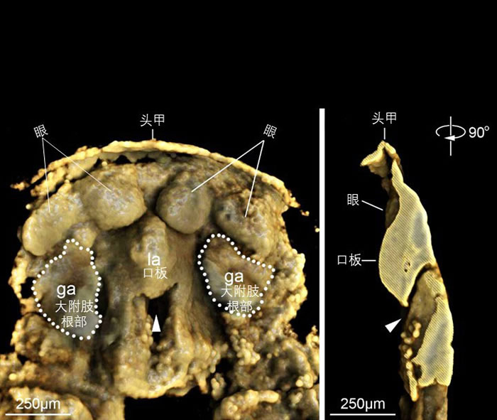 澄江生物群迷人林乔利虫幼虫头部CT三维图像(左图)及纵向解剖图(右图)
