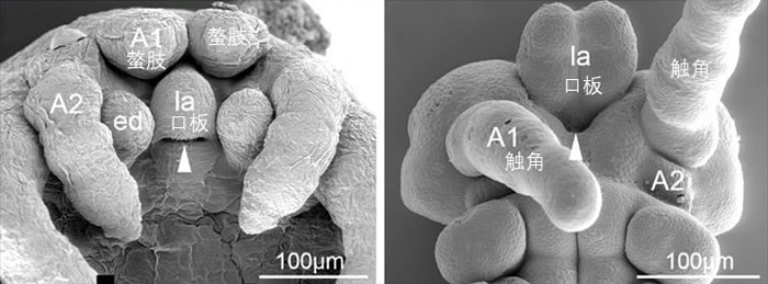 现生节肢动物胚胎。左图:蜘蛛;右图:蟋蟀(扫描电镜数据来自于刘煜2009年博士毕业论文)