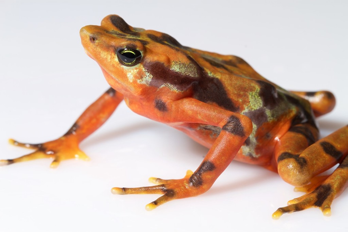 研究发现,现有超过500种陆域野生动物濒临灭绝,可能在20年内消失。 图为泽氏斑蟾。 照片来源:Brian Gratwicke(CC BY 2.0)