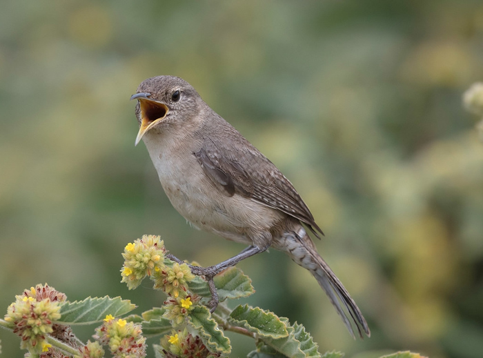 墨西哥一座小岛上的克拉里翁鷦鹩,其数量不到1000只。 照片来源:Alan Harper(CC BY-NC 2.0)