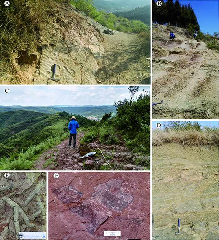 曲靖地区志留系关底组地层A. 关底组I段; B. 关底组Ⅱ段; C. 关底组Ⅲ段; D. 关底组Ⅳ段; E. 关底组Ⅲ段下部粗大虫管遗迹化石; F. 关底组Ⅲ段