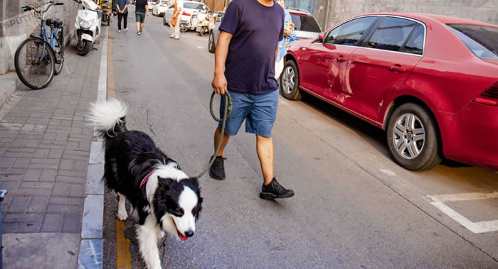 如何防止爱犬中暑?高温和阳光直射对狗的健康有害