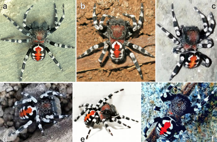 ��Arthropoda Selecta����־�����ʷ��ֵ�֩���������ԡ�С�󡱻��𡤷����˹����Loureedia phoenixi