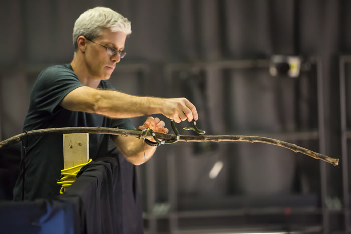 树蛇或天堂金花蛇可以滑翔10米以上的距离 飞行时使用怎样的空气动力学原理