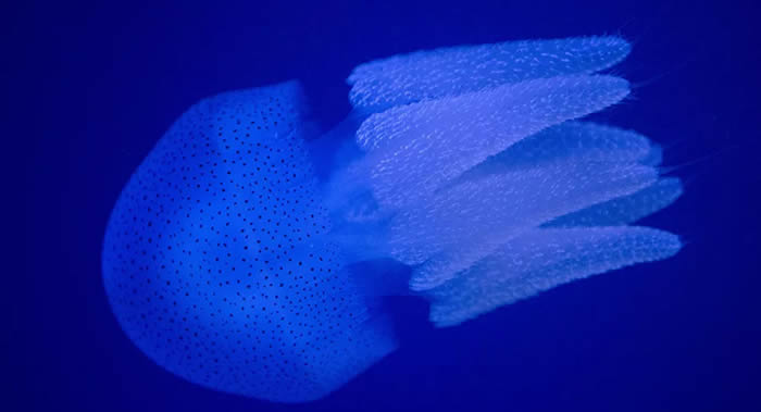 美国天普大学和北卡罗来纳大学的工程师开发基于软式气动执行器的完全软体水母机器人