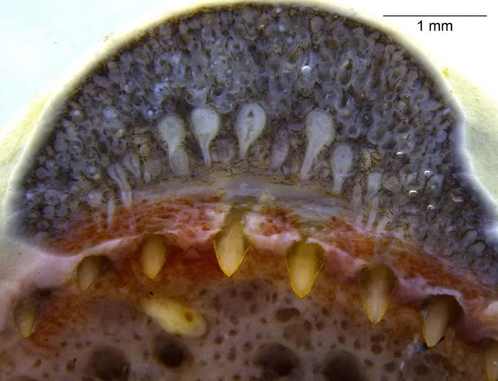 ��iScience����־����ѧ���״������ܶ������Ϸ��������ߵ���������֤��