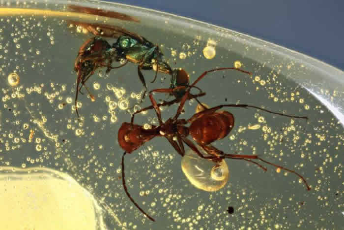 缅甸琥珀中发现1亿年前昆虫结构色:这是恐龙见过的颜色