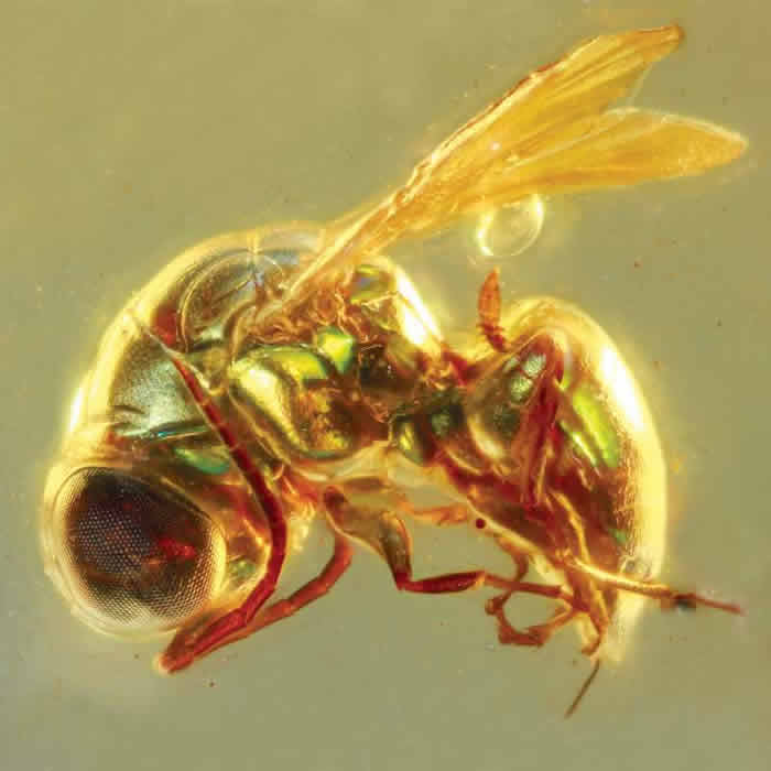 缅甸琥珀中发现1亿年前昆虫结构色:这是恐龙见过的颜色