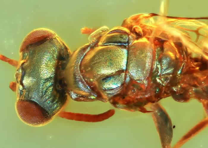 缅甸琥珀中发现1亿年前昆虫结构色:这是恐龙见过的颜色