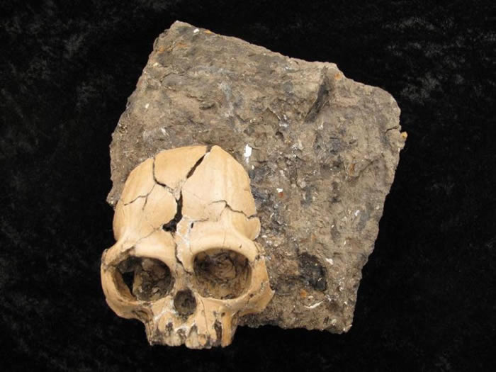 为什么中国云南能成为晚中新世古猿“避难所” 最后又何以消失?