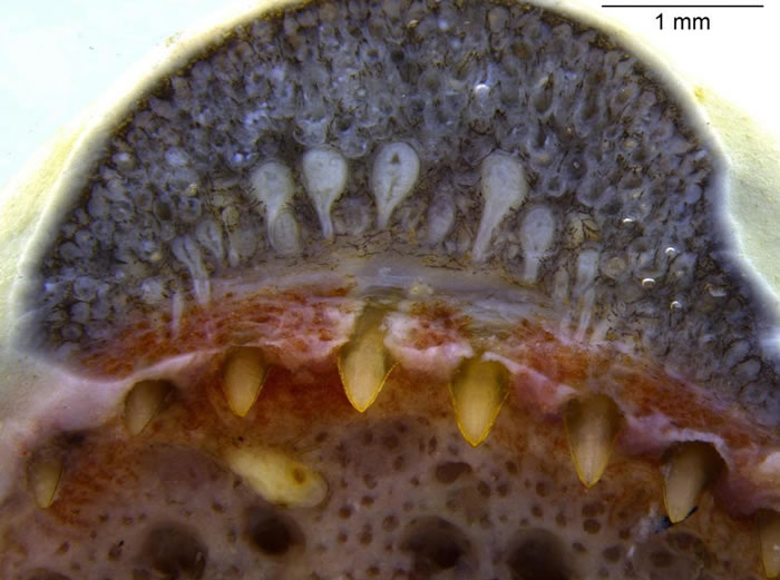 ��ѧ�ҷ��ֵ�һ��������һ�����ڿ�ǻ��Һ�����ܶ������Siphonops annulatus