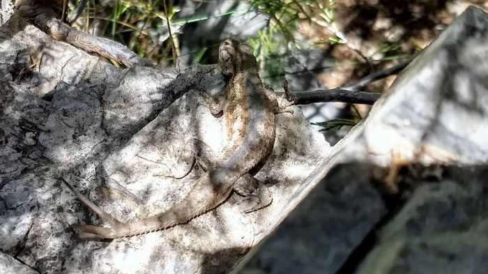 ������ī������Manzanitaɽ����������β�͵����� ��ѧ���о���β������Ұ����ձ���