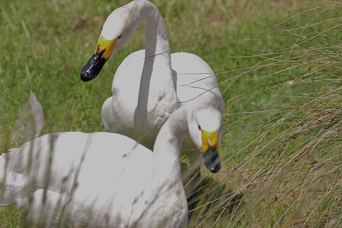 ������2016��ִ�еġ����������񡹣�׷�ٴӱ���̦ԭǰ��Ӣ����С��졣 ��Ƭ��Դ��Marianne Bevis��CC BY-ND 2.0��