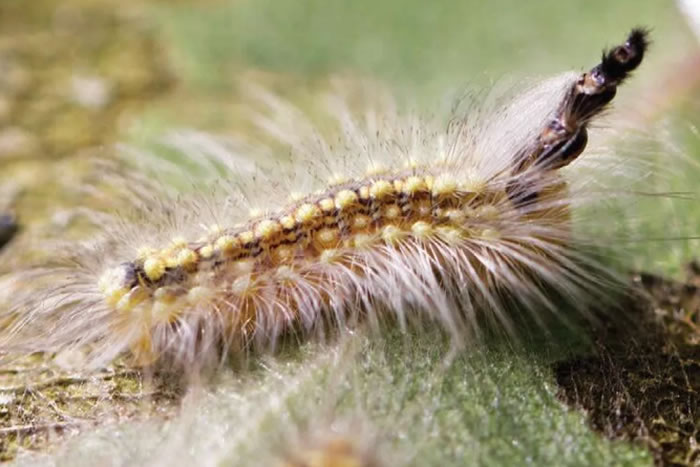 Uraba lugensëë��Ὣ�������������ͷ����ñ�� �����Լ����ܲ�ʳ���ֺ�