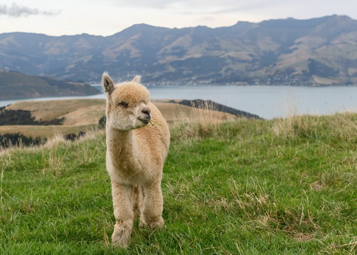 科学家声称在羊驼身上发现微小抗体 可能有助抑制新冠肺炎第二波疫情爆发