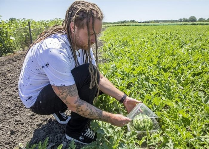 匈牙利农夫Robert Pap试种方形西瓜终有成 造形如骰子别具一格