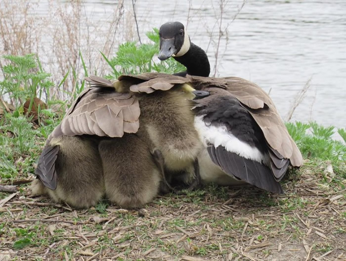 ��������ĸ�������ô���˹��ͨһֻ����Ұ�����47ֻ�׳��Ƶ���Ѳ