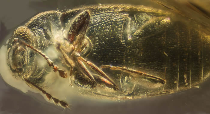 ����˹��ѧ�����ڿ���һ���޷�ŵ�����з���3900����ǰ��Telmatophilus��ʳ��