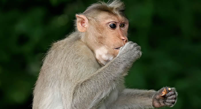 印度尼西亚西爪哇省伦邦镇街道上入侵的食蟹猴横冲直撞