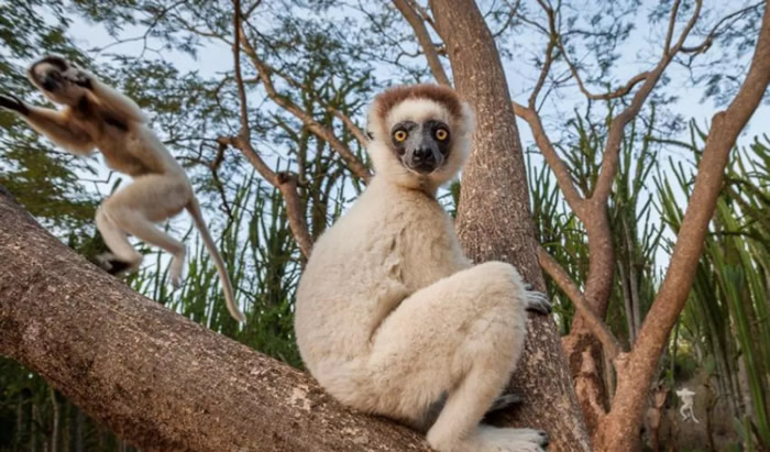 IUCN发布的最新濒危物种红色名单:北大西洋露脊鲸、狐猴和欧洲仓鼠极度濒危