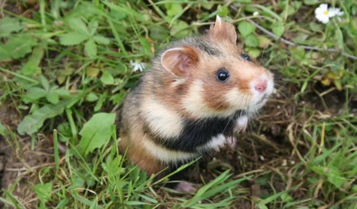 IUCN发布的最新濒危物种红色名单:北大西洋露脊鲸、狐猴和欧洲仓鼠极度濒危