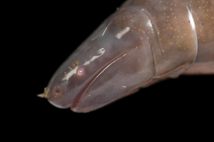 ���ǵ��������࣬��֪��200�֣���ī�����󢣨Dermophis mexicanus����ͼ��һֻ��������������ʥ·��˹����԰�ĸ��壩��Ϊ����һ�֡� PHOTO