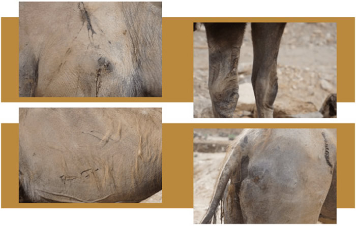 内蒙古巴彦淖尔市老骆驼被卖跋涉100公里全身伤回家 主人感动买回:再也不卖