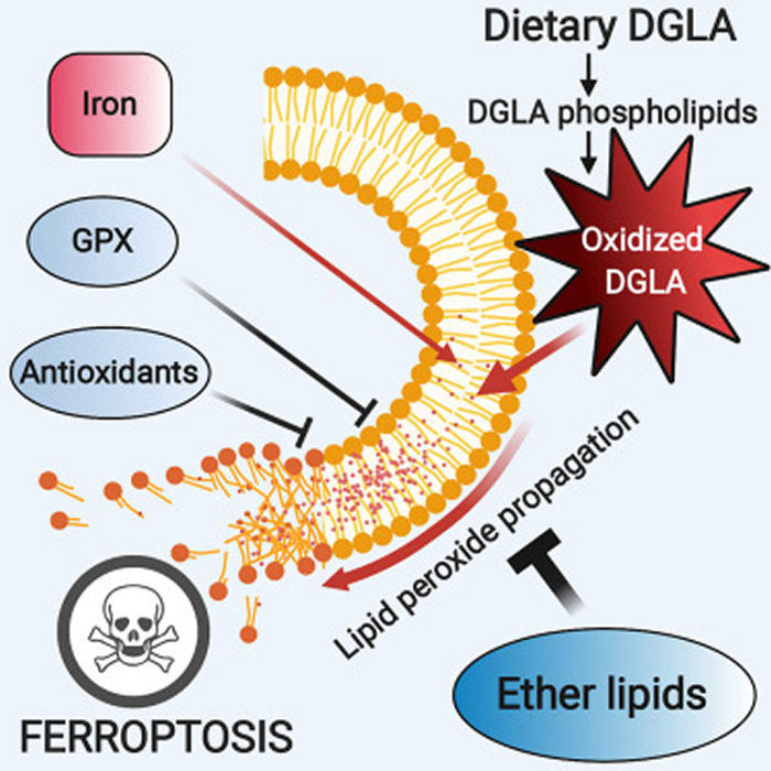 ѧҷǱڵư֢;ͨƽϸɱ