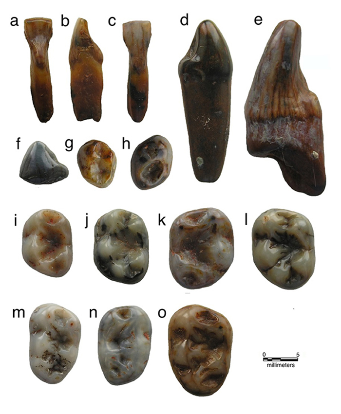 ���Ϸ�����Գ���³��У�lΪ���ͱ걾������ӱ�� ��ͼ��