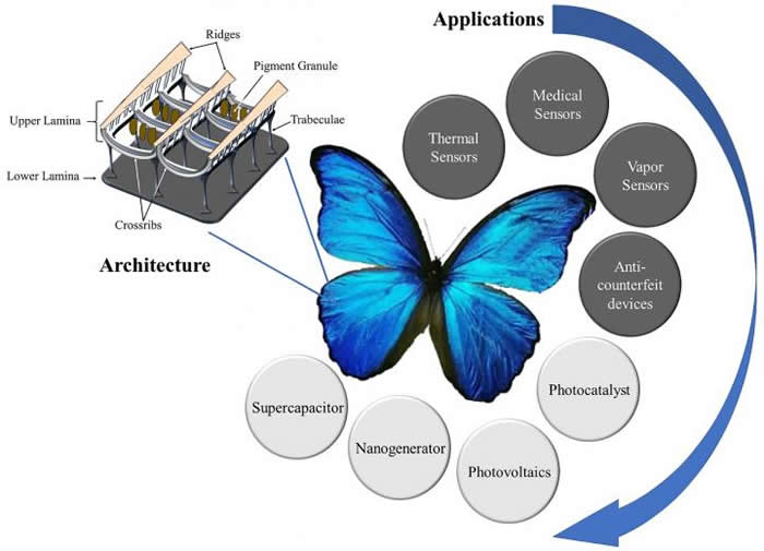 启迪于蝴蝶鳞片构型的功能材料
