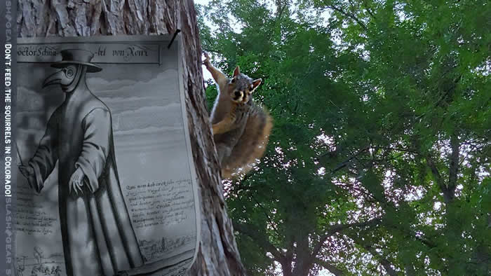 美国科罗拉多州杰斐逊县莫里森市一只松鼠确诊感染腺鼠疫