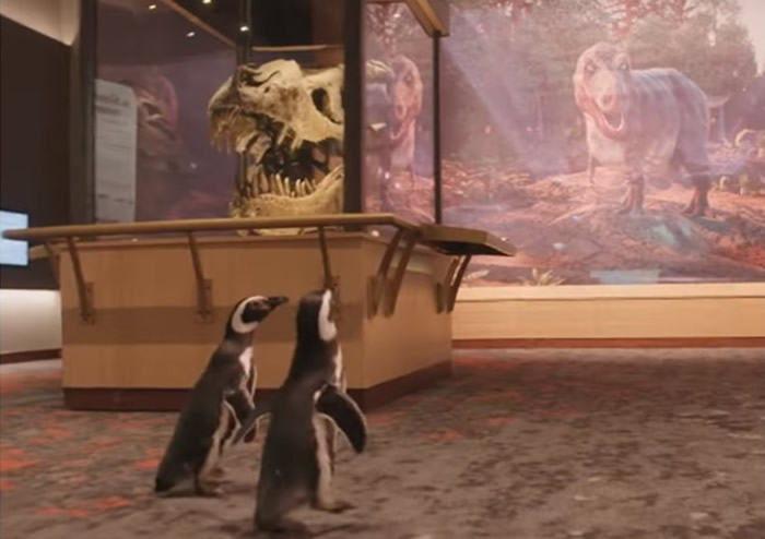 ����֥�Ӹ�л��ˮ���2ֻ��������쵽�÷ƶ�����Ȼʷ����� ɵͷɵ�Բιۿ�����ʯ