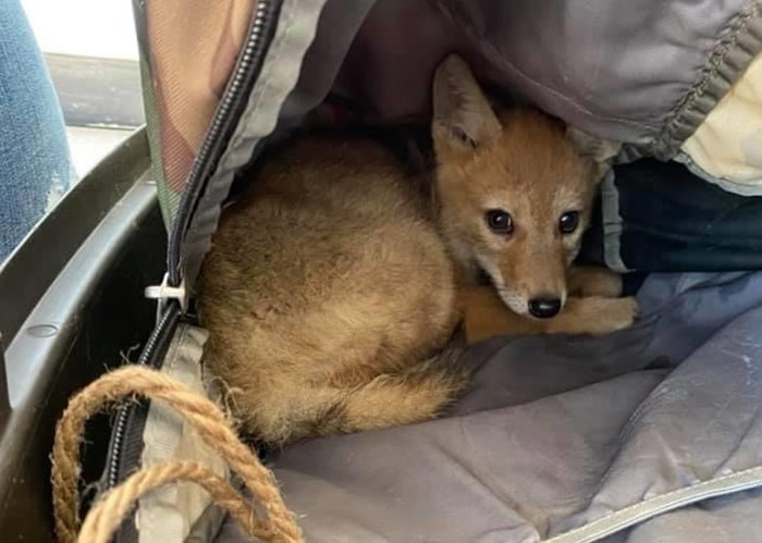 ���ô���˹������ʡ�����ڻ�Ұ̽��ʱ����С���� ��ľ���Ϲ�ͬ����10��