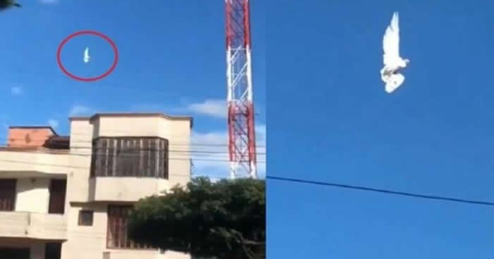 ���ױ���ͼ¬����һֻ���ӻ������ر��������ڿ���