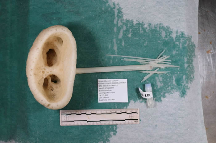 ����ѧ����̫ƽ�󺣵׷��֡�׳���������ˡ�����������Advhena magnifica