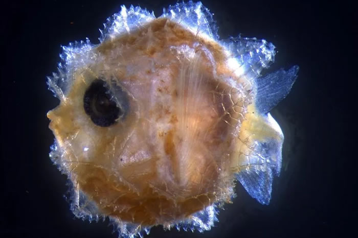 ��ѧ�����ڵ�һ�γɹ����ҵ����ͷ��������� ����Զ�����������ڴ��ľ���