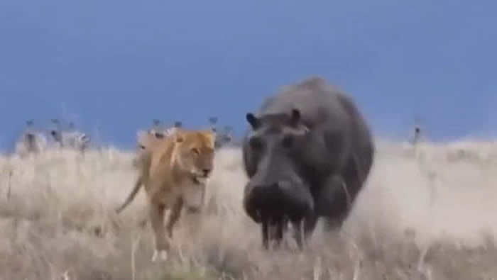 �����������������ұ�����һֻ��Сʨ������ʳ������˯�ľ��ͺ��� ���������