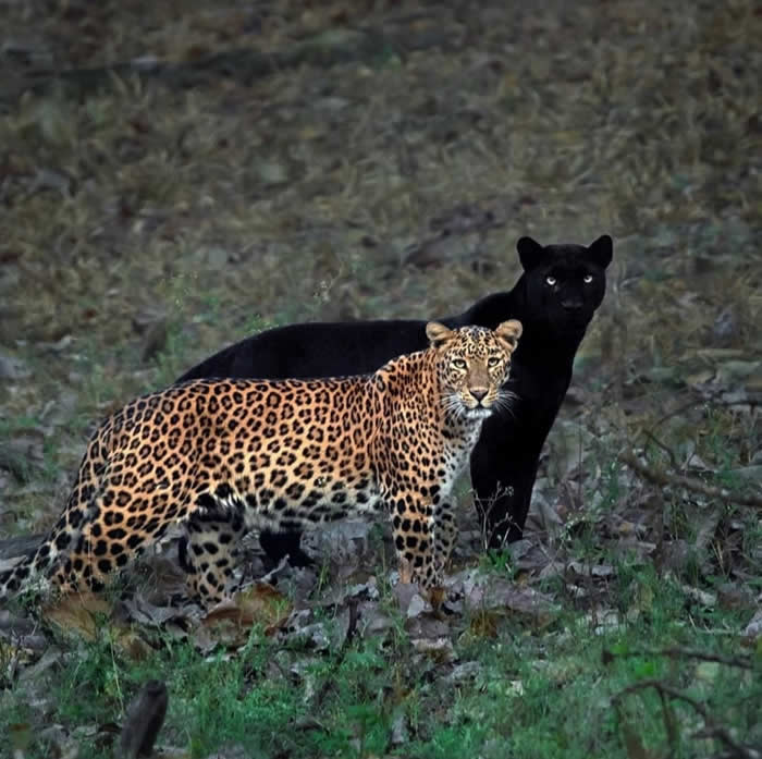 ӡ����ӰʦMithun H������������׵�6���������㵽�ڱ�����