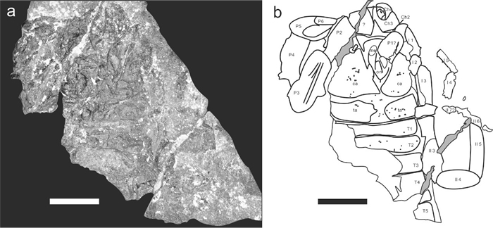 头胸部及部分前腹部(正面)