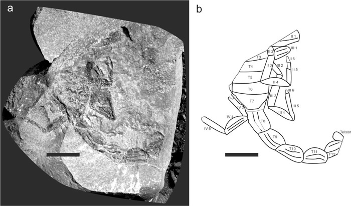 部分前腹部、后腹部及步足(负面)