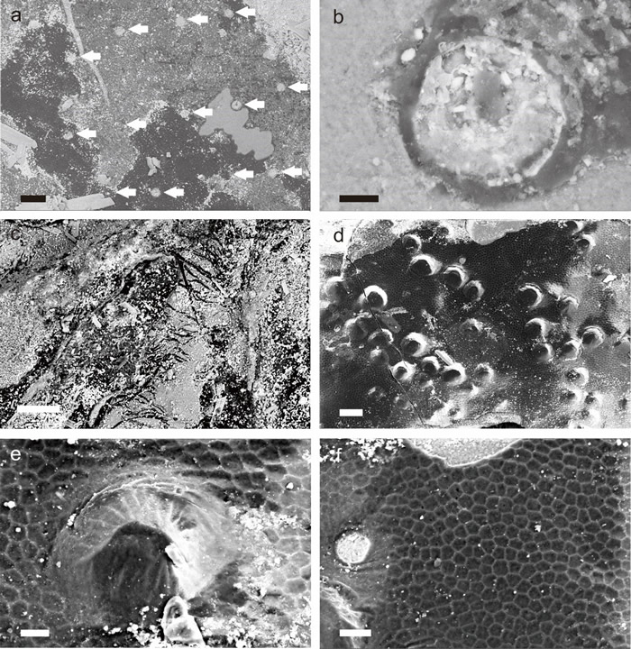 部分身体细节的扫描电镜照片(a, b为毛孔;c为螯肢上的刚毛;d, e为身体表面的瘤点;f为部分表皮)