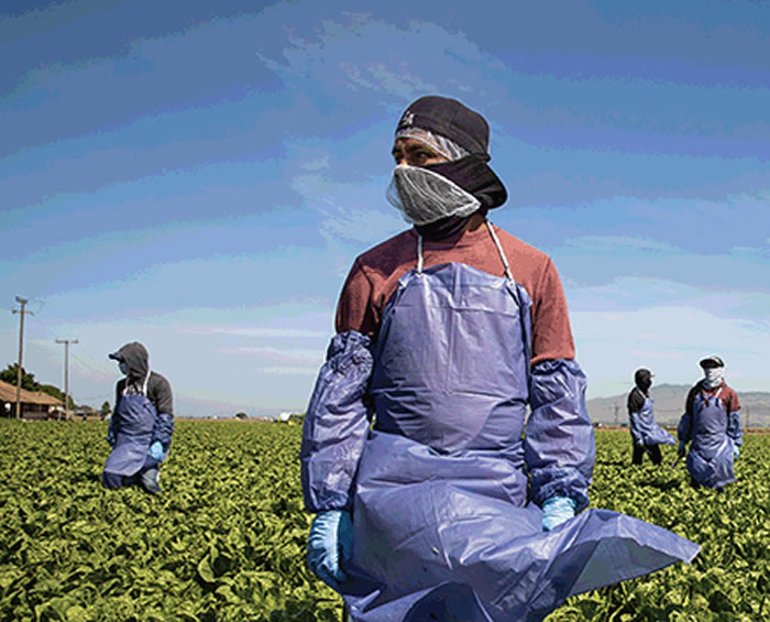 ȫӦCOVID-19еķӦвȫʳȫ