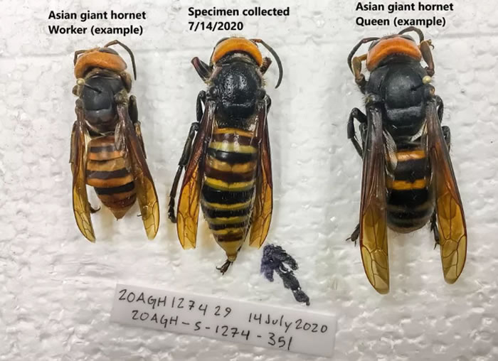 ������ʢ����ũҵ��������Ա��һ��ͨ�����岶��ɱ�˴�Ʒ䡱