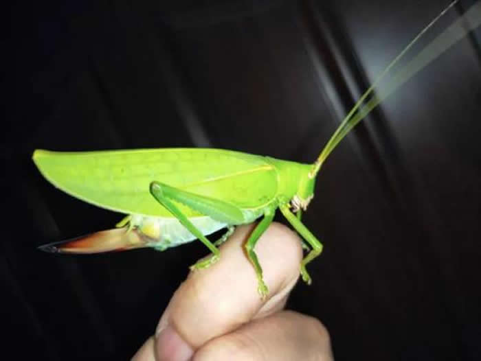 Ĵɶϣ沩ݹݳɽ峤8cmľ˹