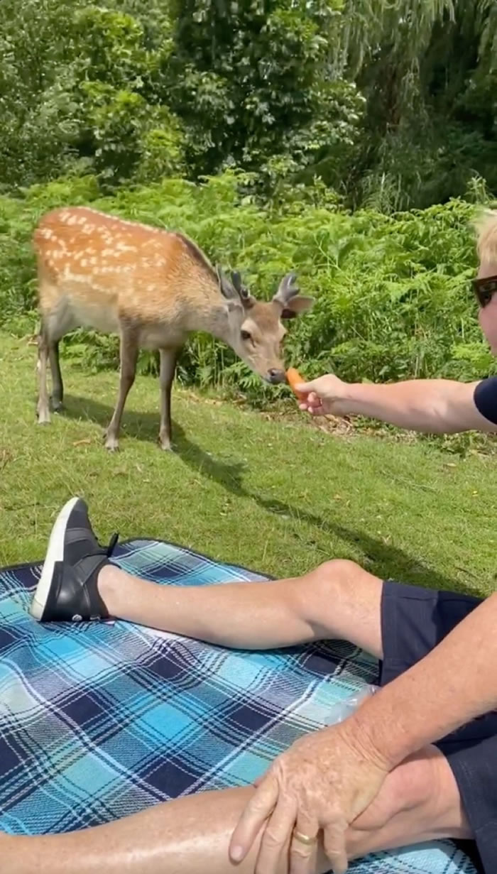 英国肯特郡西部的诺尔庄园野鹿吃了游客喂食的东西 竟被园方拖去树林枪决