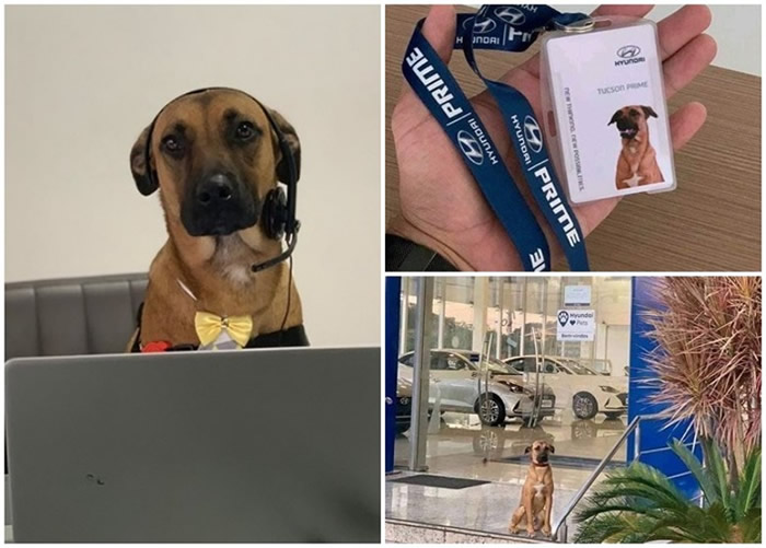 ����ʥ��˹Ƥ��ͼ�����˹�Tucson Prime���С�Ƹ�á������� ���յ�ǰӭ��