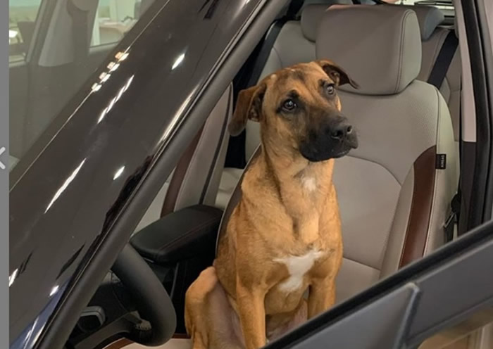 ����ʥ��˹Ƥ��ͼ�����˹�Tucson Prime���С�Ƹ�á������� ���յ�ǰӭ��