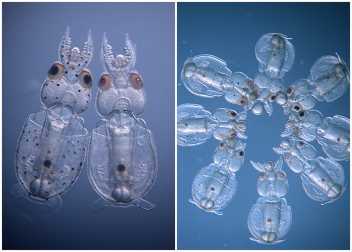 美国科学家以长鳍近海鱿鱼为研究对象 透过基因编辑技术首次成功培育出透明鱿鱼