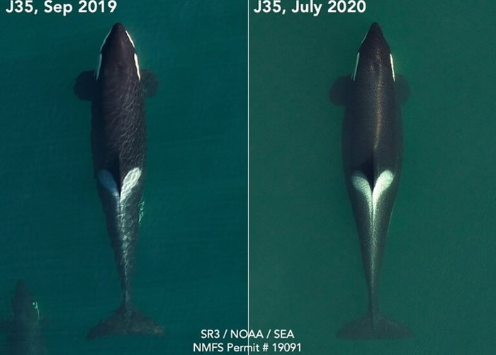 曾伴幼鲸尸体17日 美国华盛顿州母杀人鲸Tahlequah再怀孕