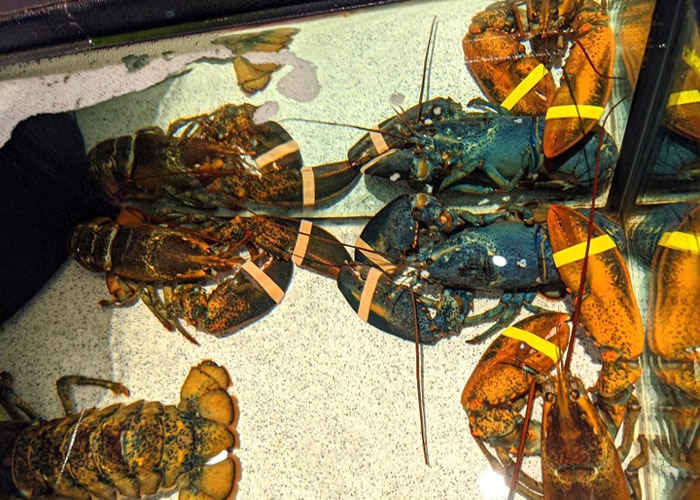 ������������һ���������ϡ����ɫ��Ϻ �����������ж���԰����